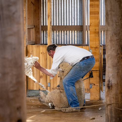Farrier at work in a stable
