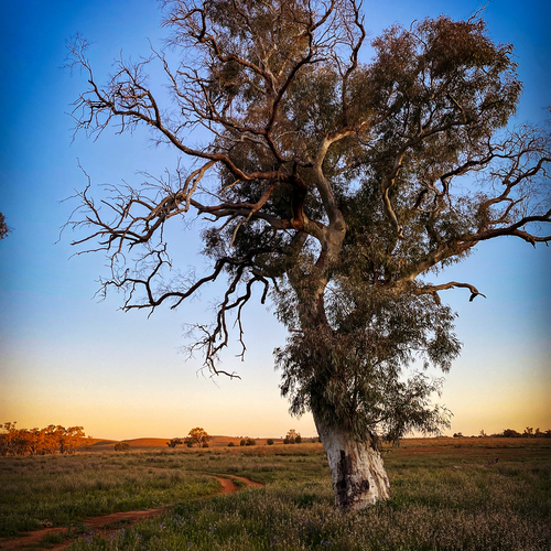Lone tree silhouetted at sunset