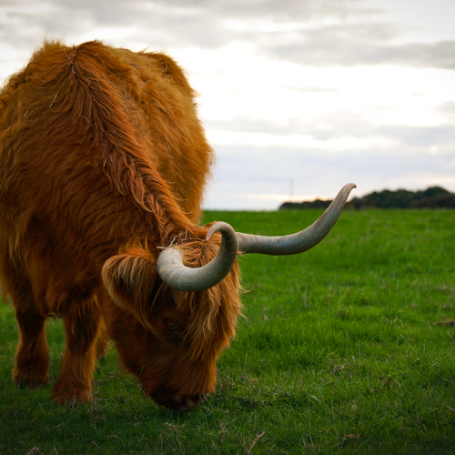 Highland cow in a green field