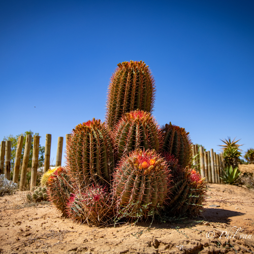 Cactus against a clear blue sky