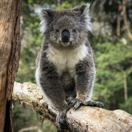 Koala resting on a branch