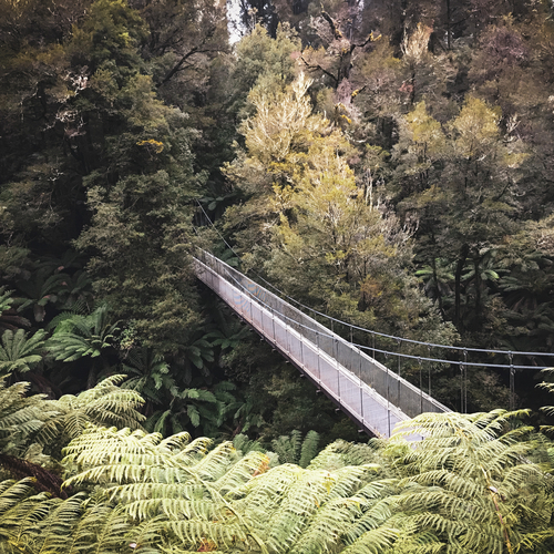 Rope bridge through a fern forest