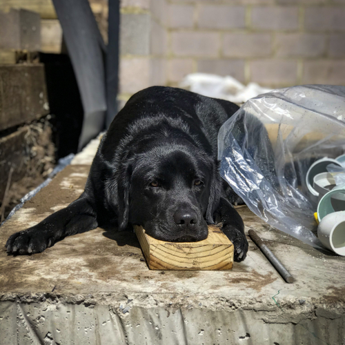 Dog resting outdoors