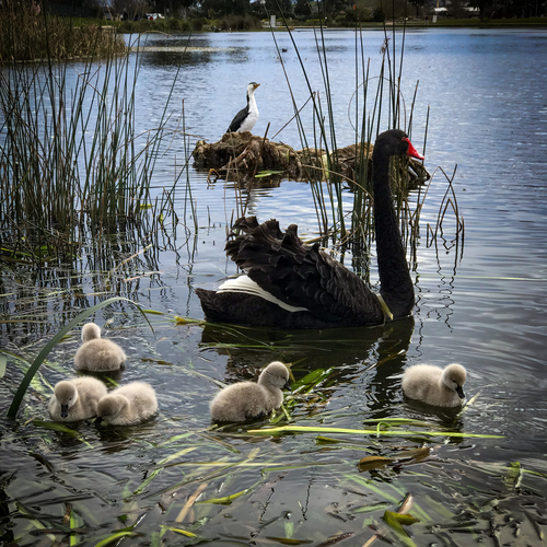 Black swan family on a lake